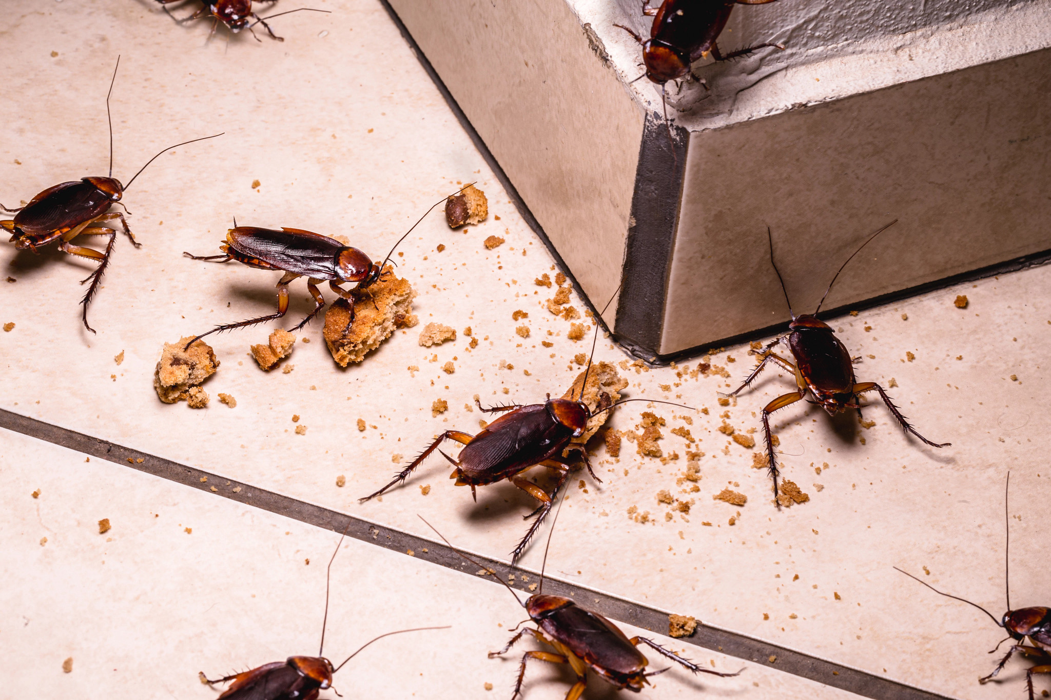 Cockroaches!